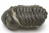 Morocops Trilobite - Morocco #224349-1